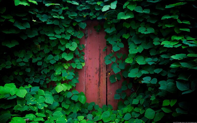Red Door Covered in Ivy — Green