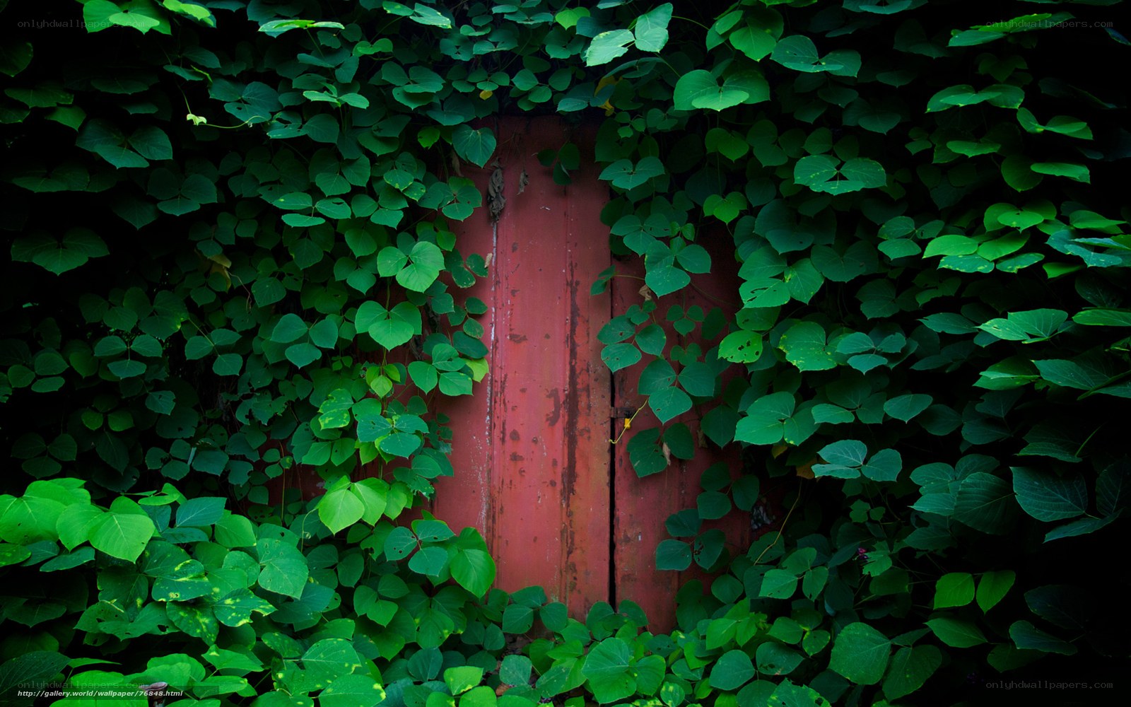 Red door covered in ivy