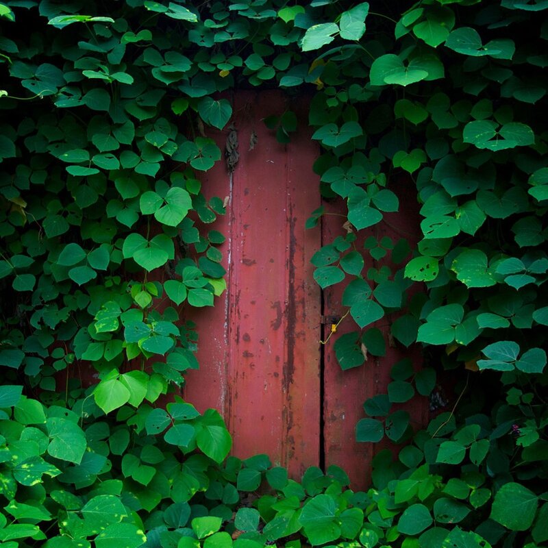 Red Door Covered in Vines — Green, Overgrown
