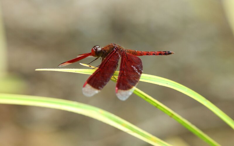 Red dragonfly on a blade of grass