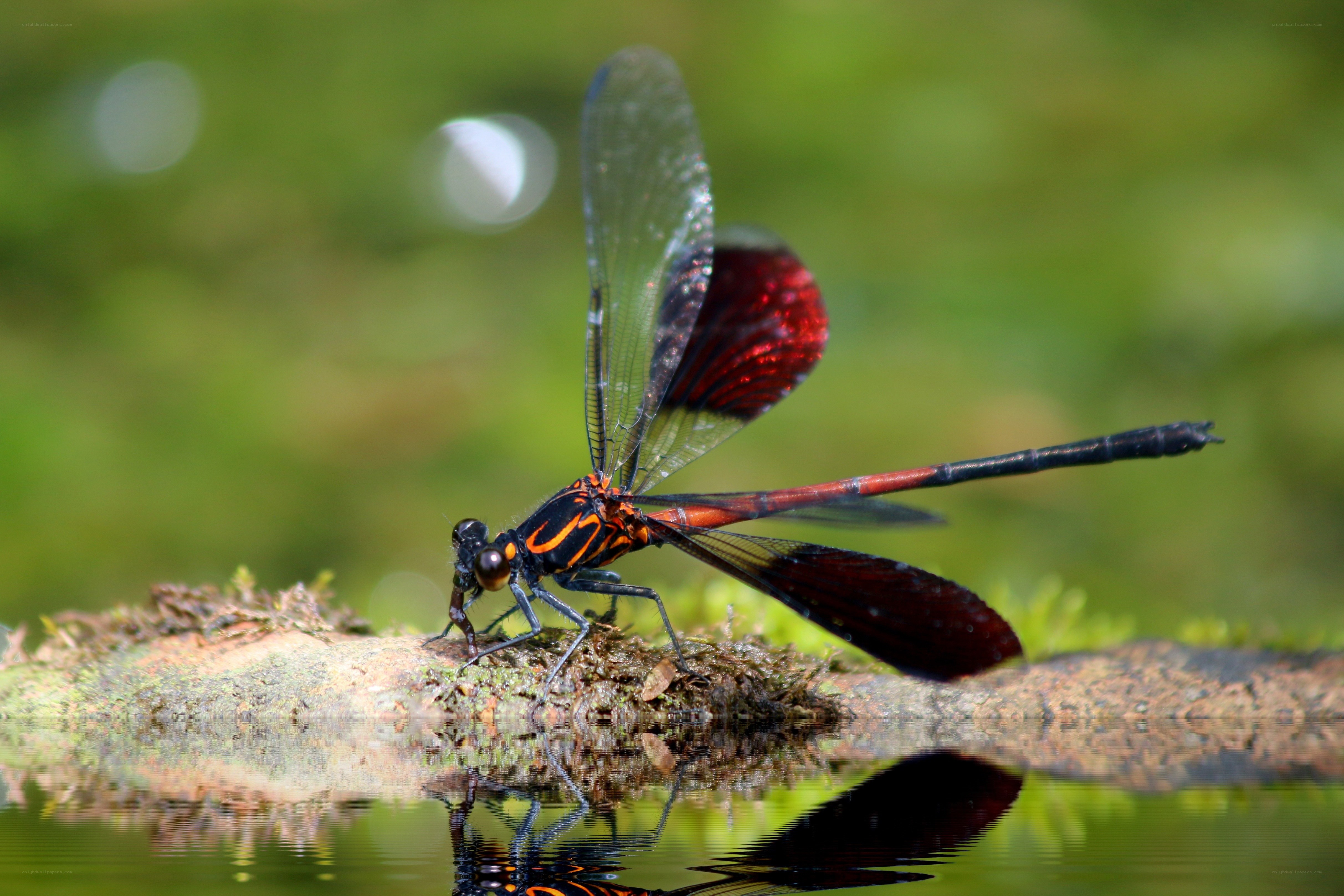 Red dragonfly on a branch