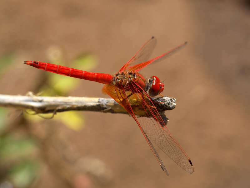 Red dragonfly on a branch