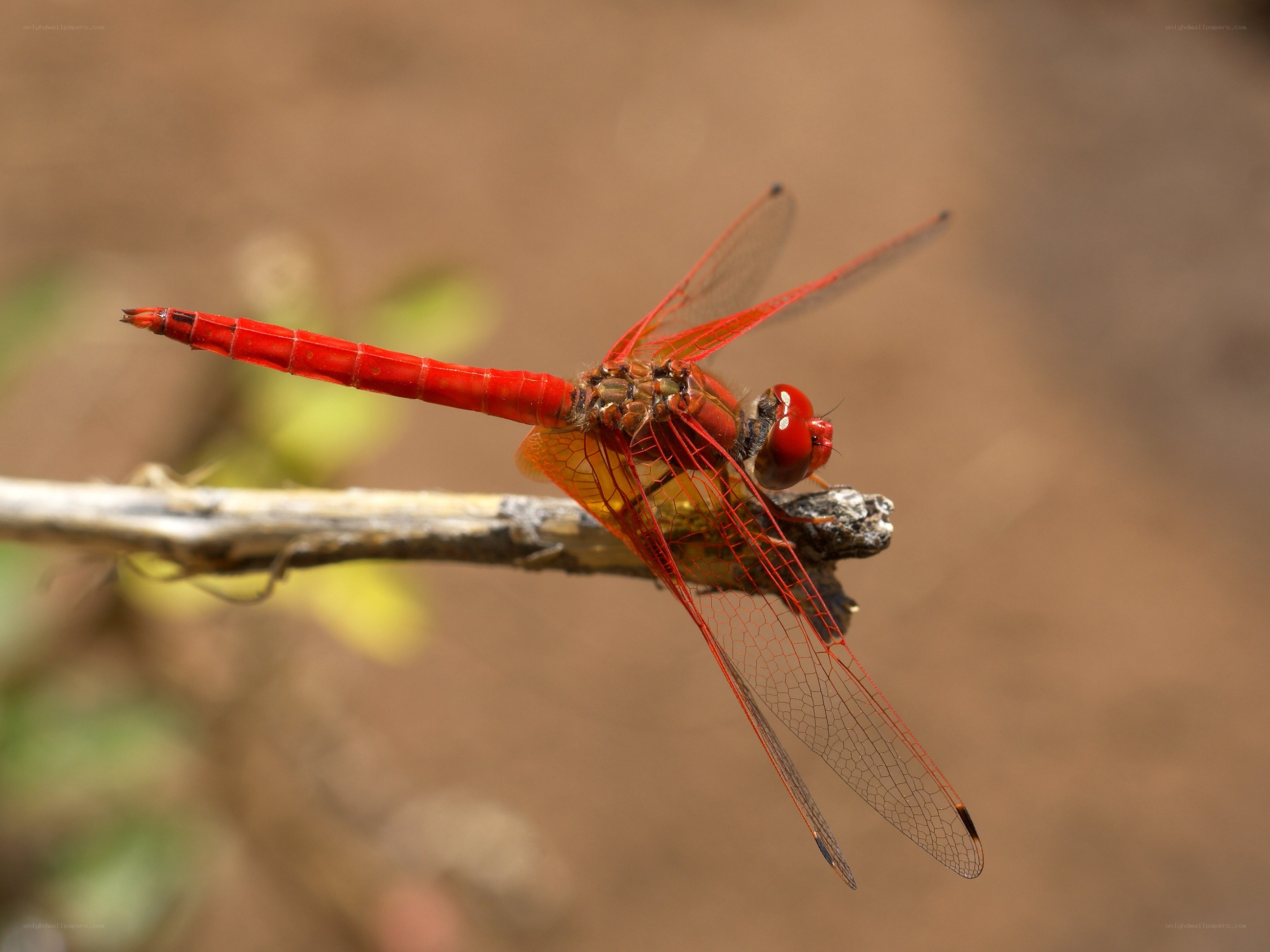 Red dragonfly on a branch
