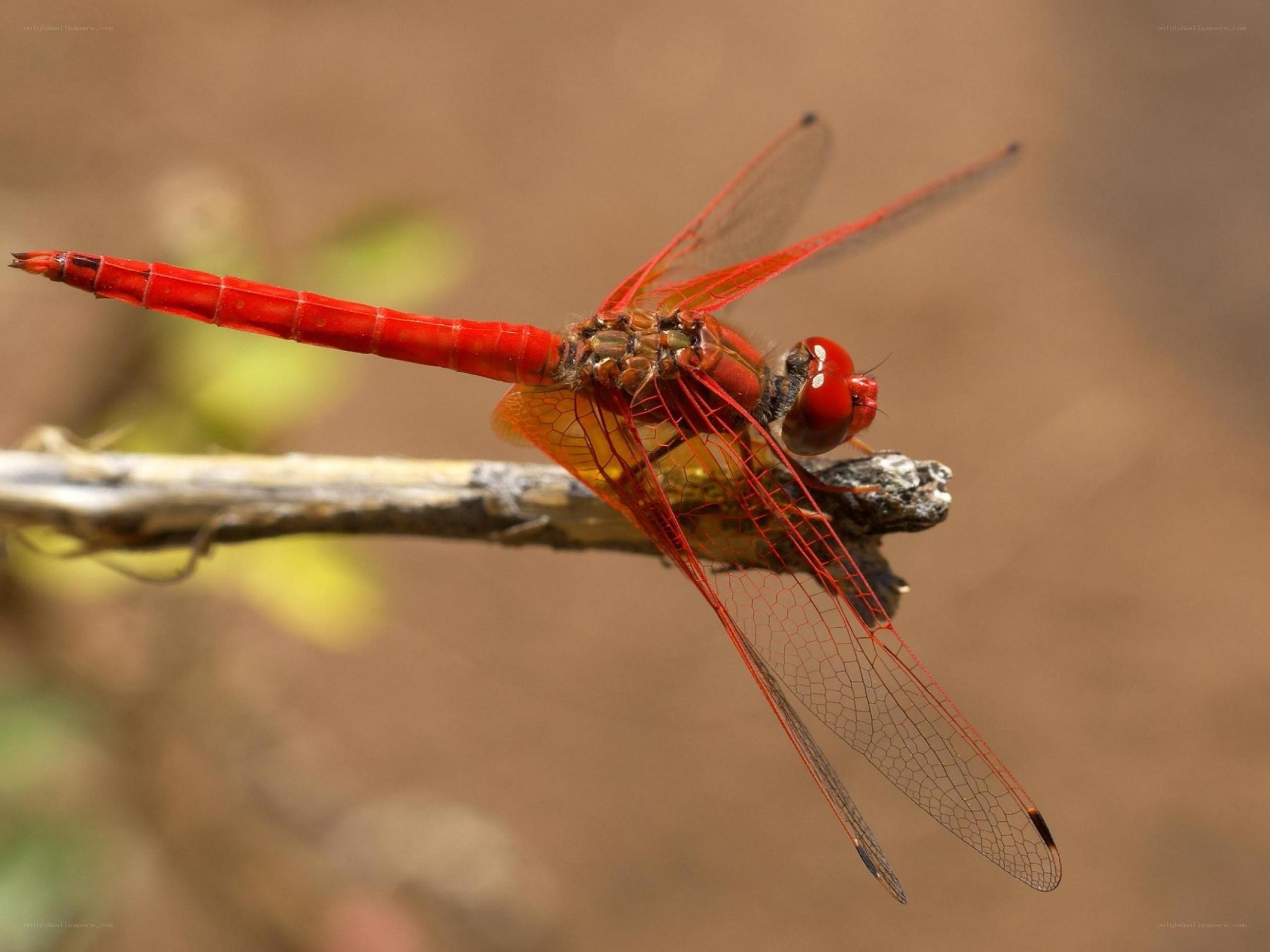 Red dragonfly on a branch