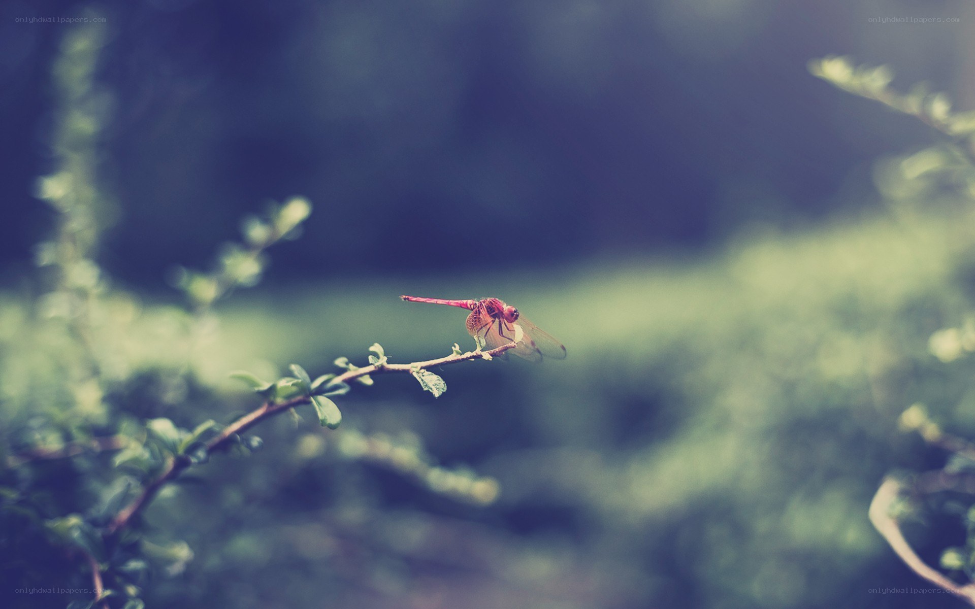 Red dragonfly on a branch