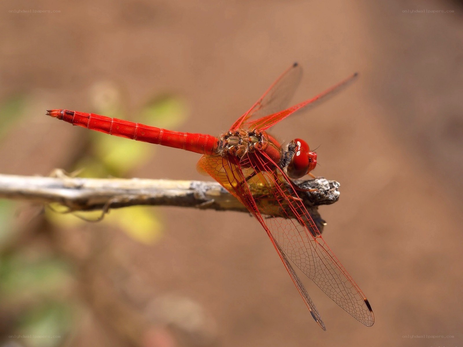 Red dragonfly on a branch