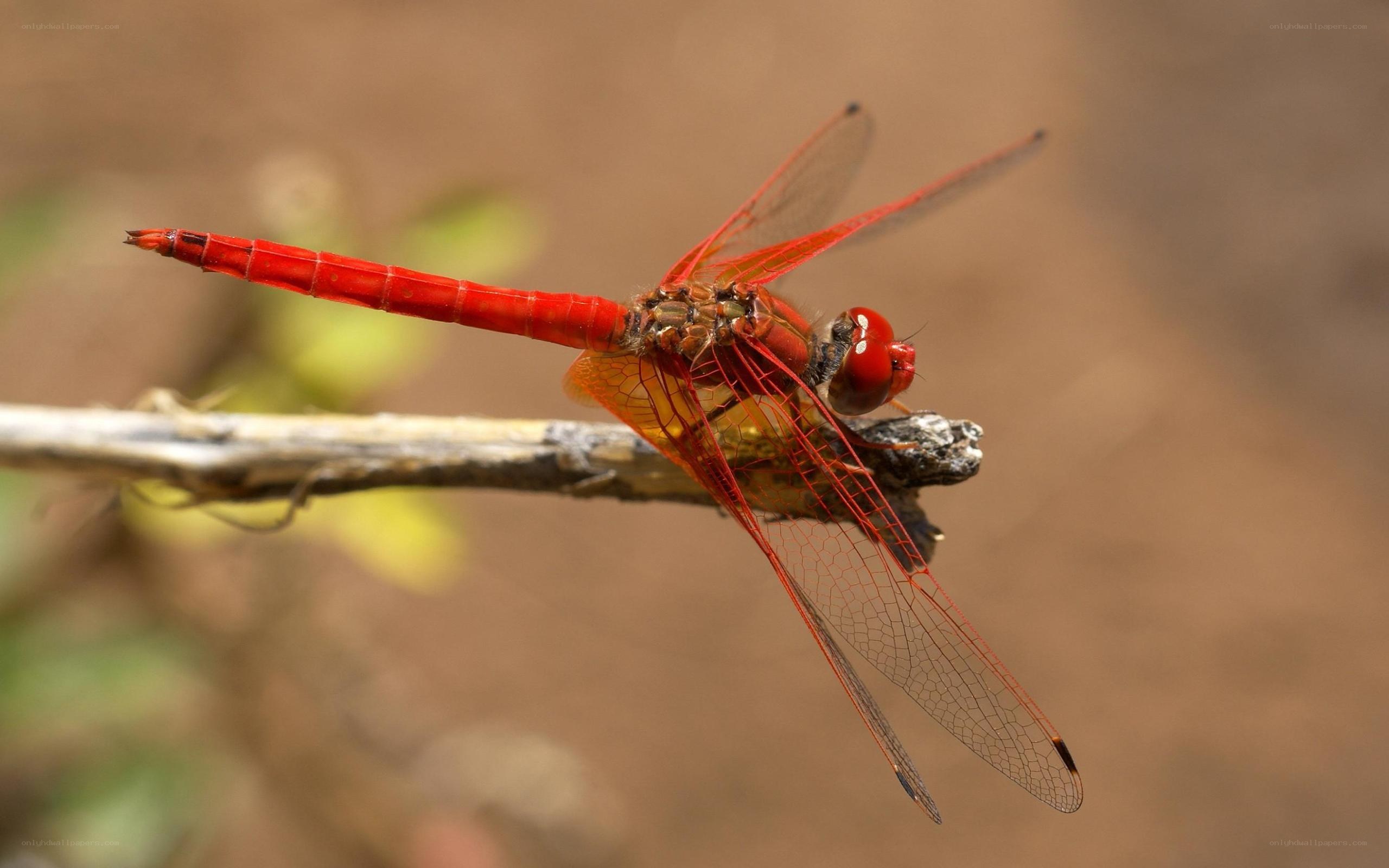 Red dragonfly on a branch