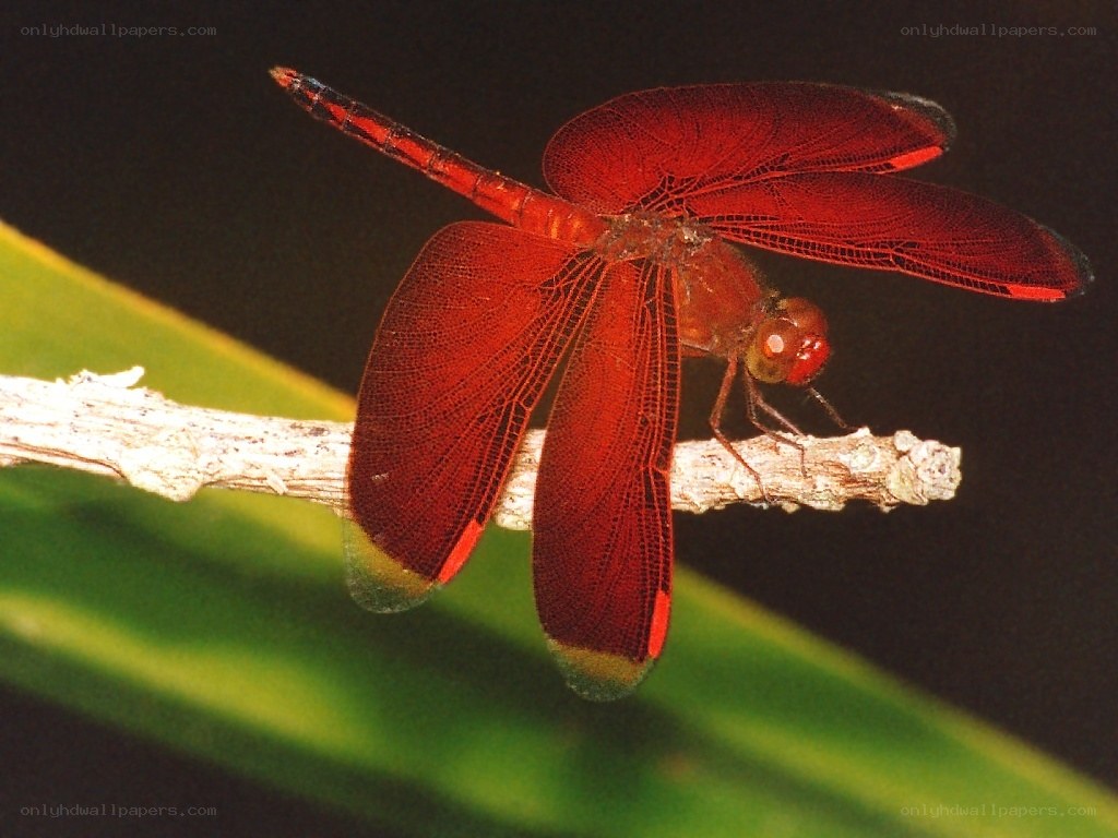 Red dragonfly on a branch