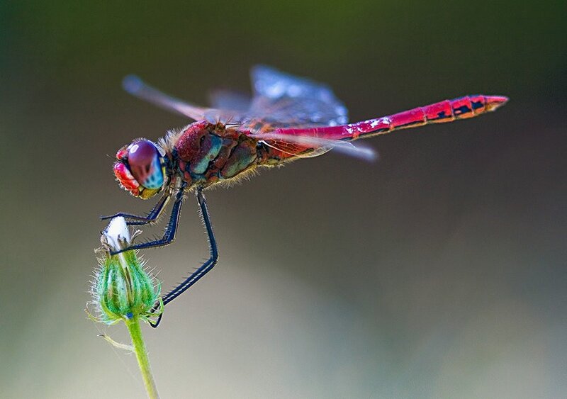 Red dragonfly on a flower