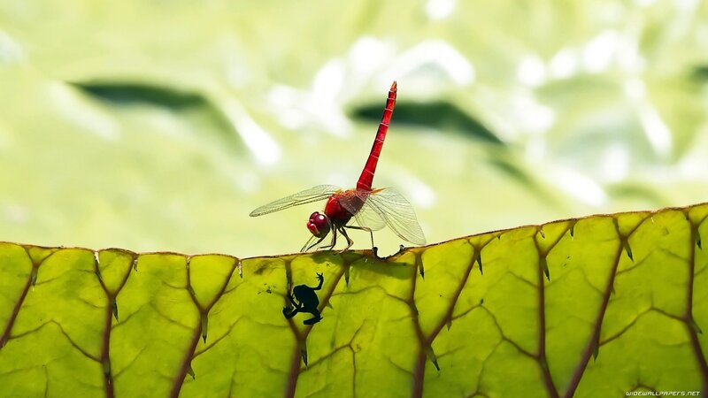 Red dragonfly on a leaf