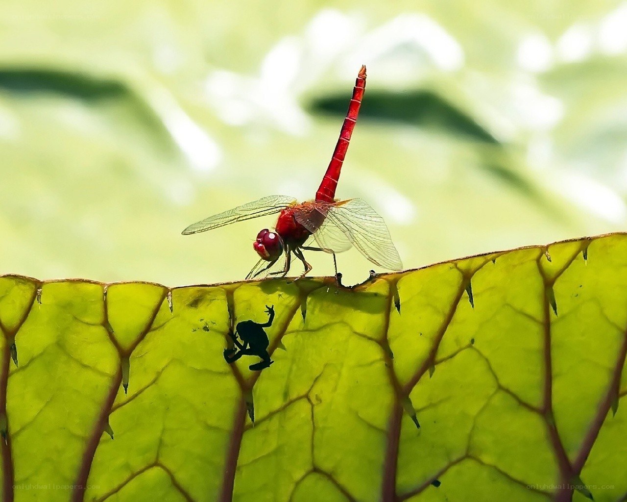 Red dragonfly on a leaf
