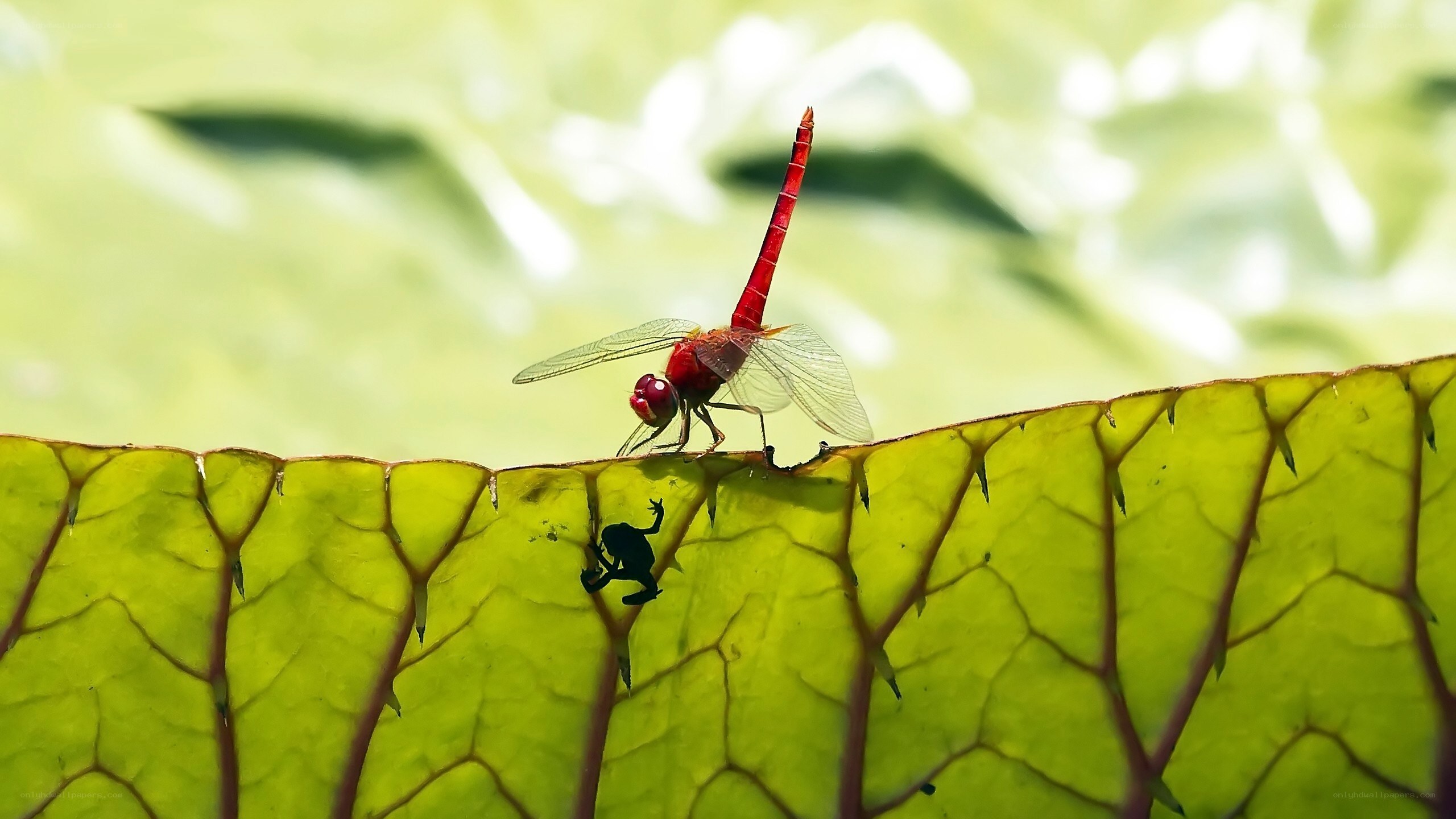 Red dragonfly on a leaf
