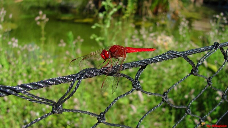 Red dragonfly on a net