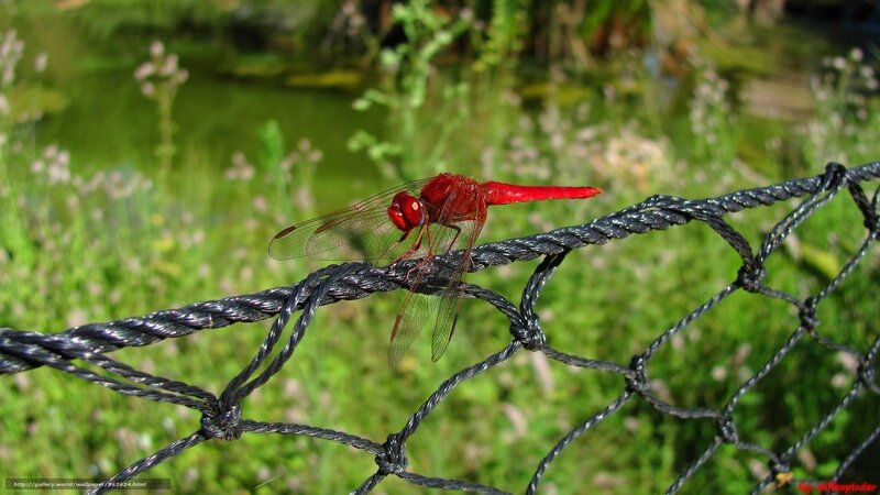 Red dragonfly on a net