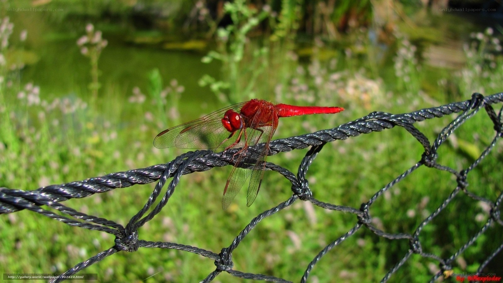 Red dragonfly on a net