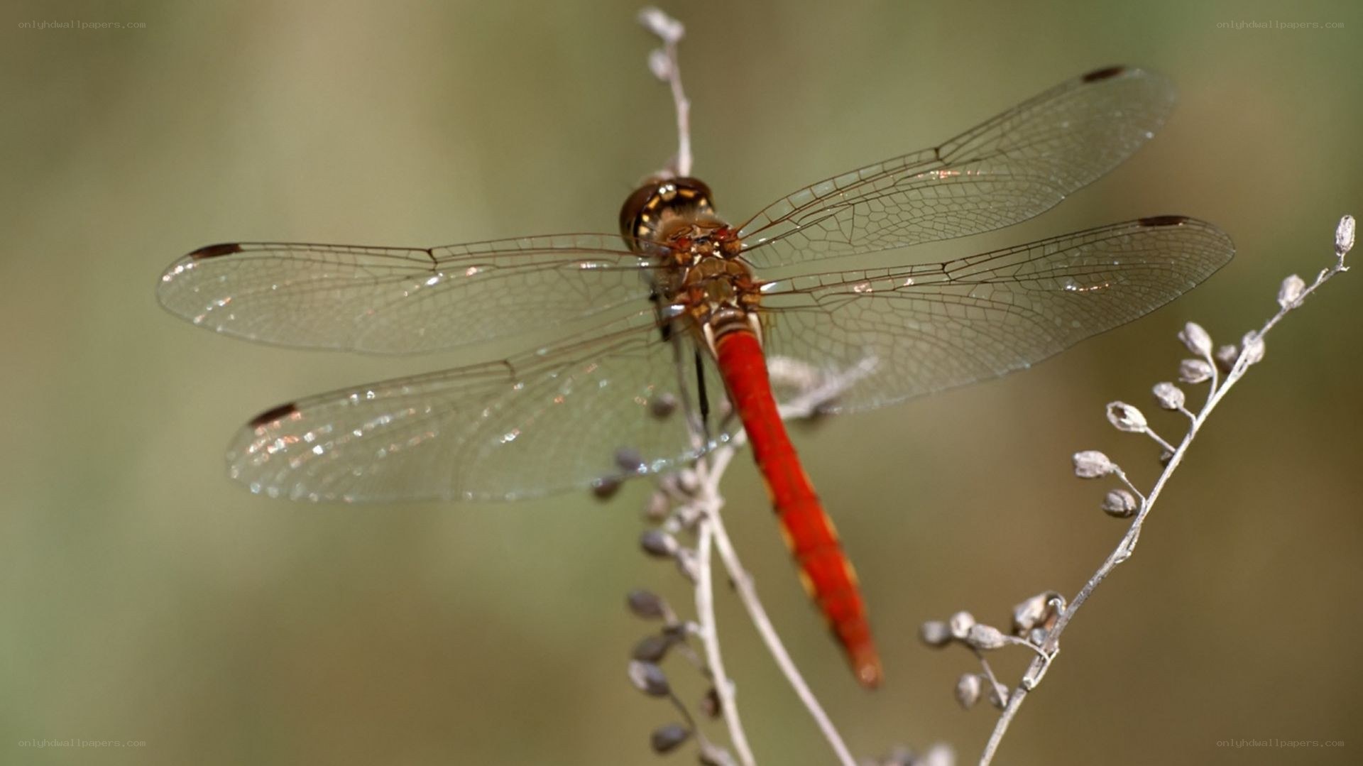 Red dragonfly on a plant