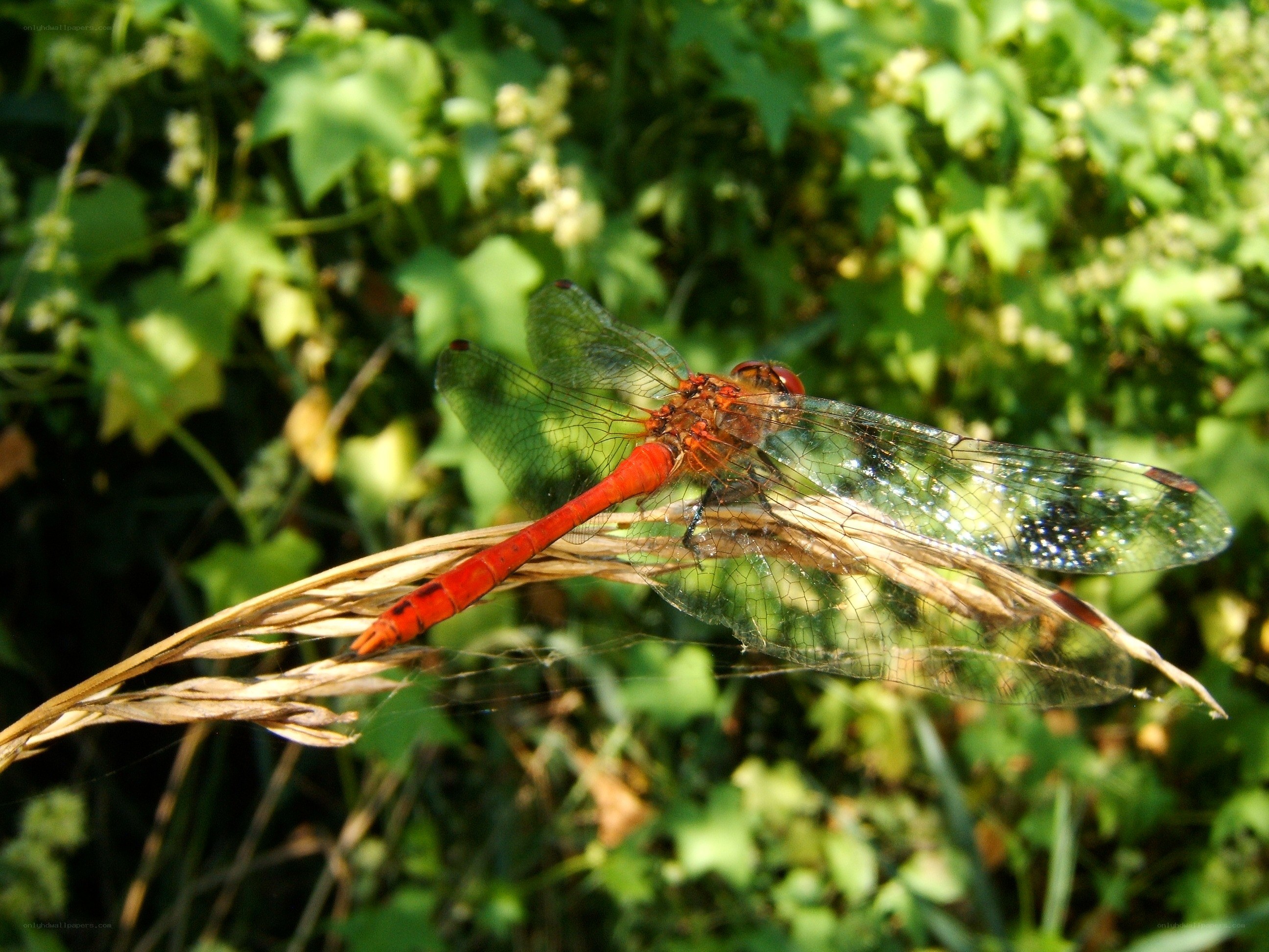 Red dragonfly on a plant