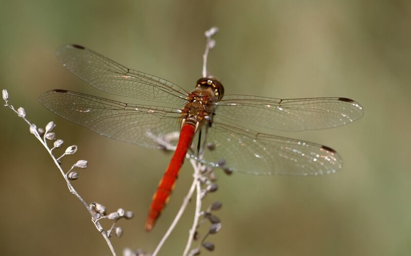 Red dragonfly on a plant