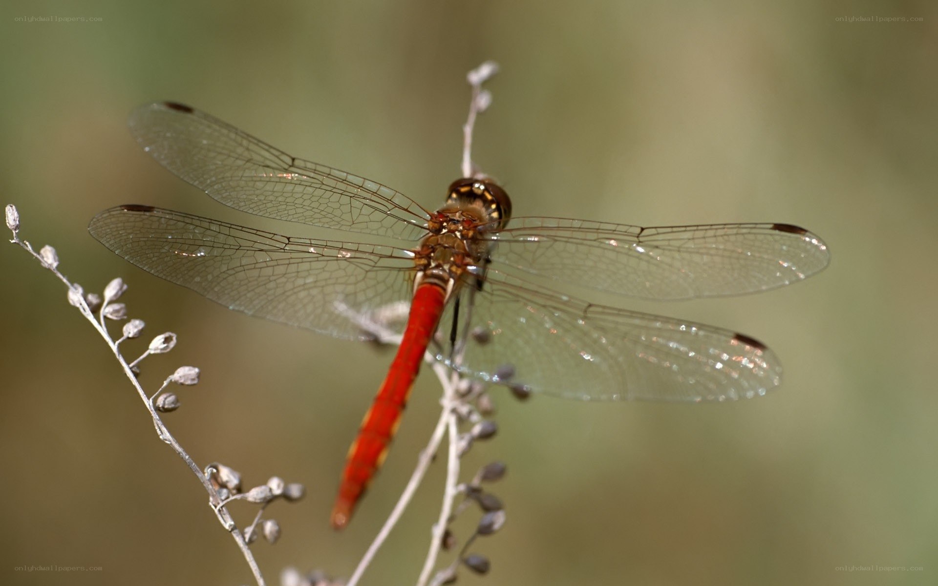 Red dragonfly on a plant