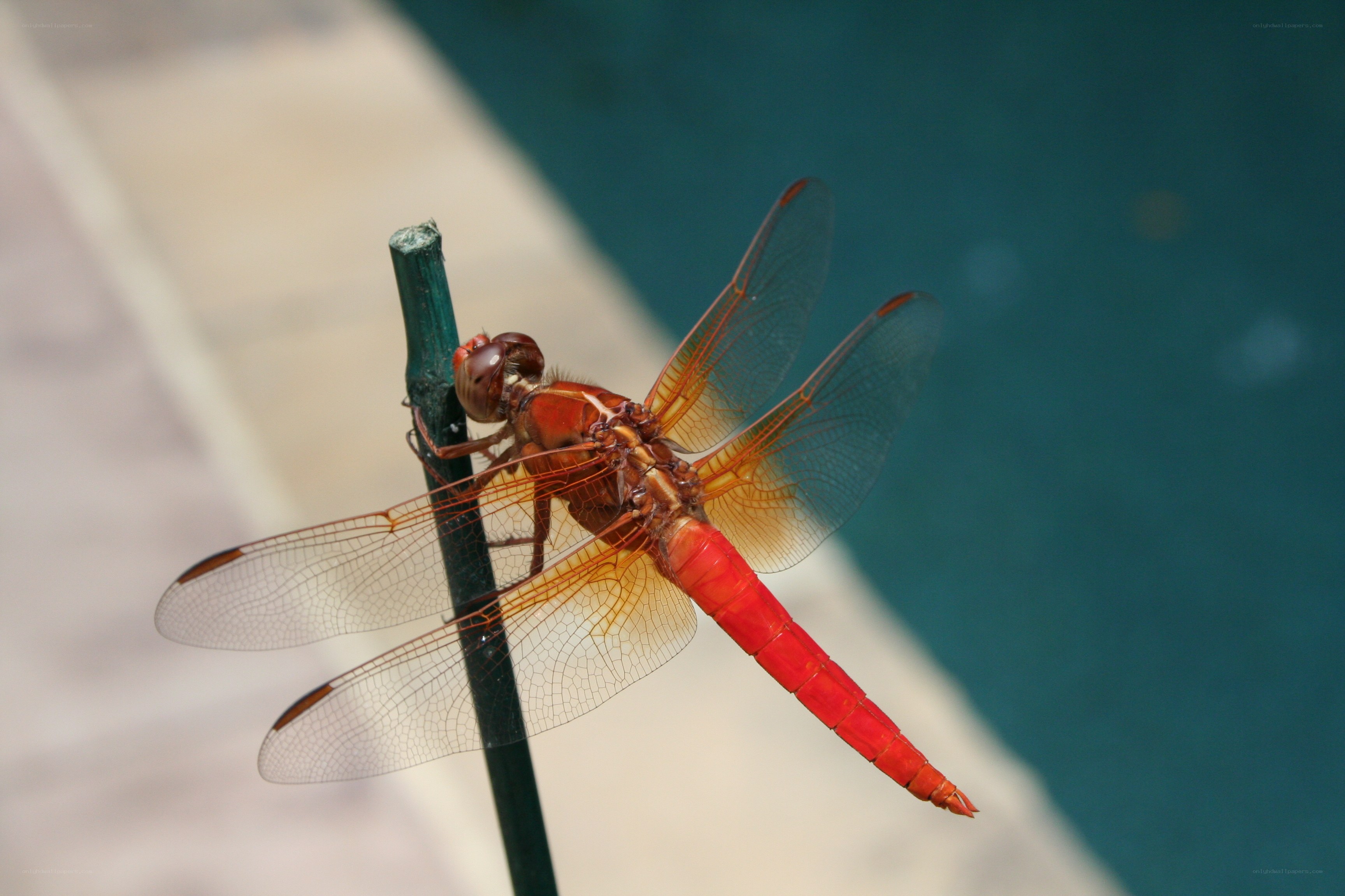 Red dragonfly on a pole