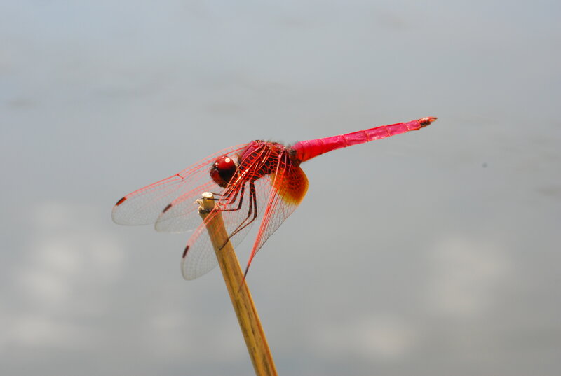 Red dragonfly on a reed