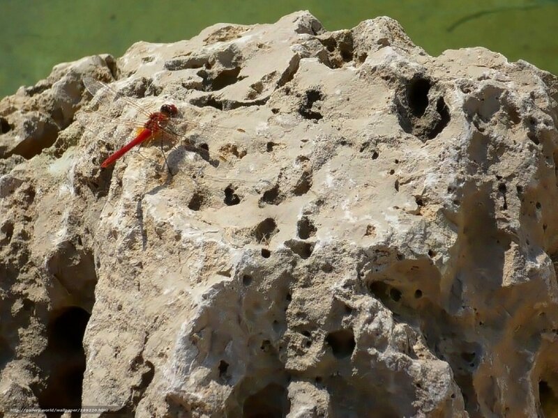 Red dragonfly on a rock