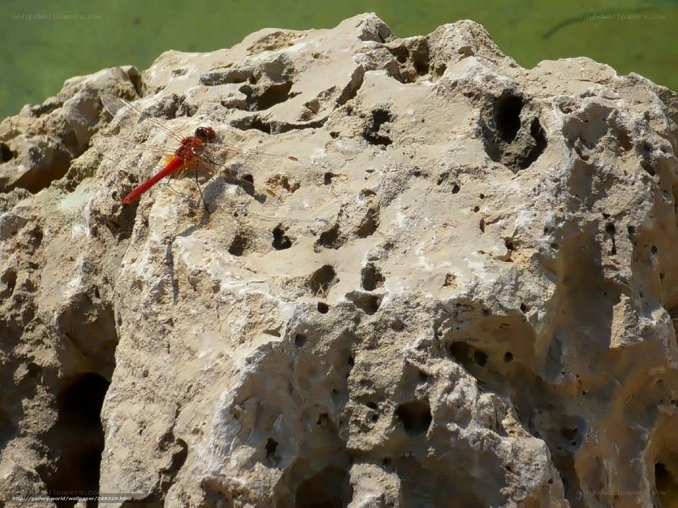 Red dragonfly on a rock