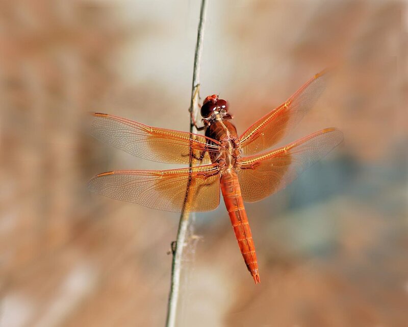 Red dragonfly on a stem