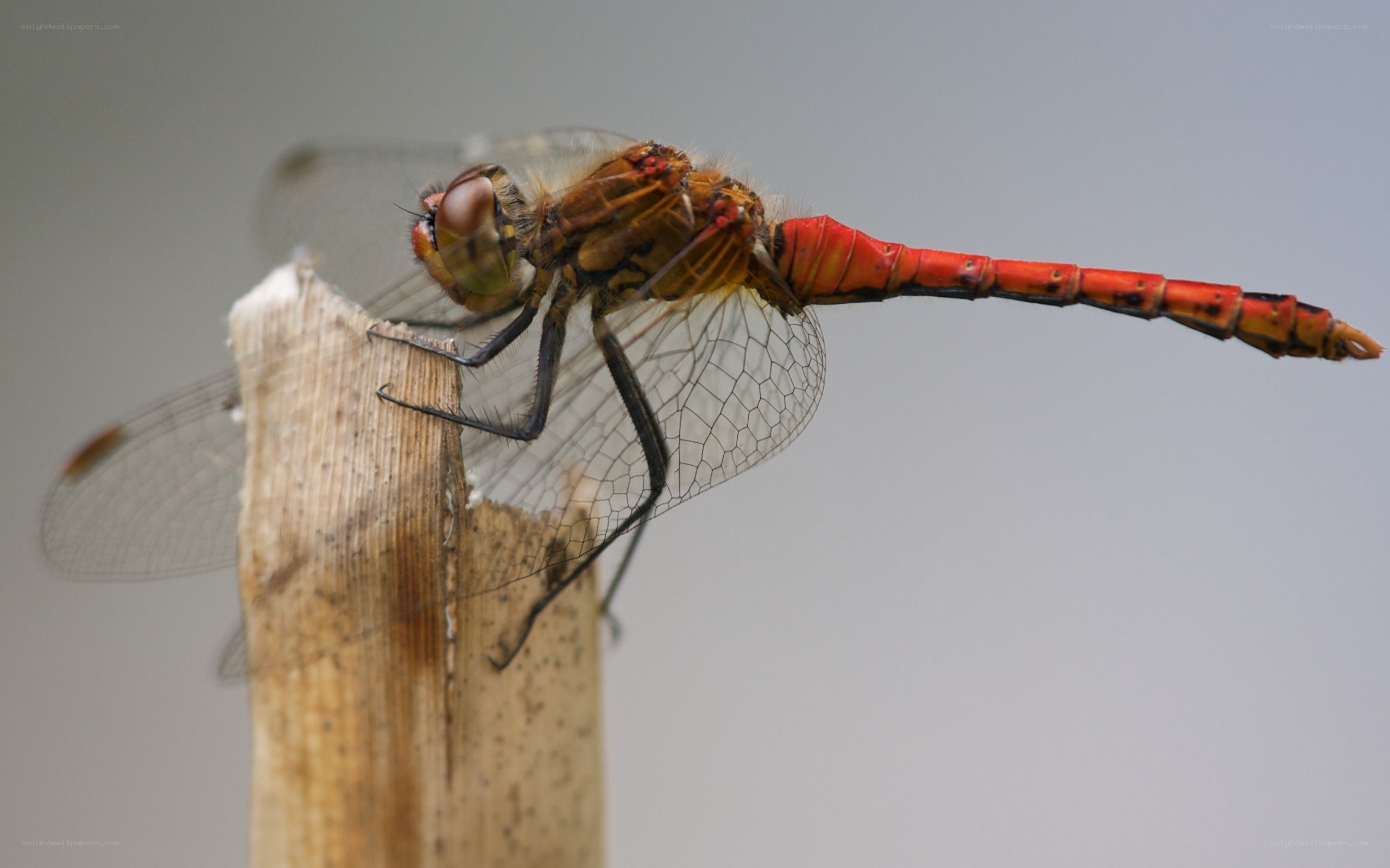 Red dragonfly on a stick