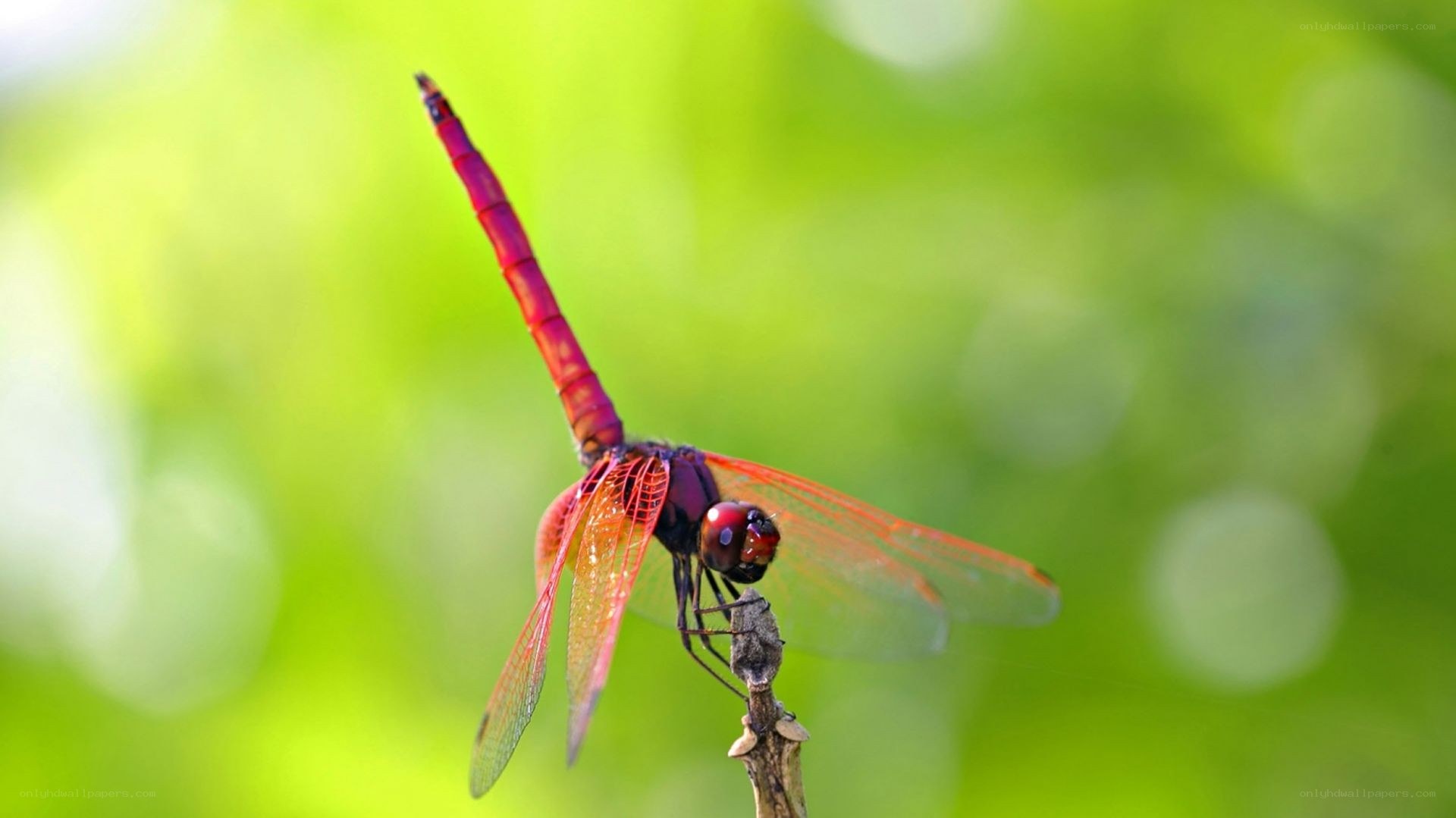 Red dragonfly on a twig