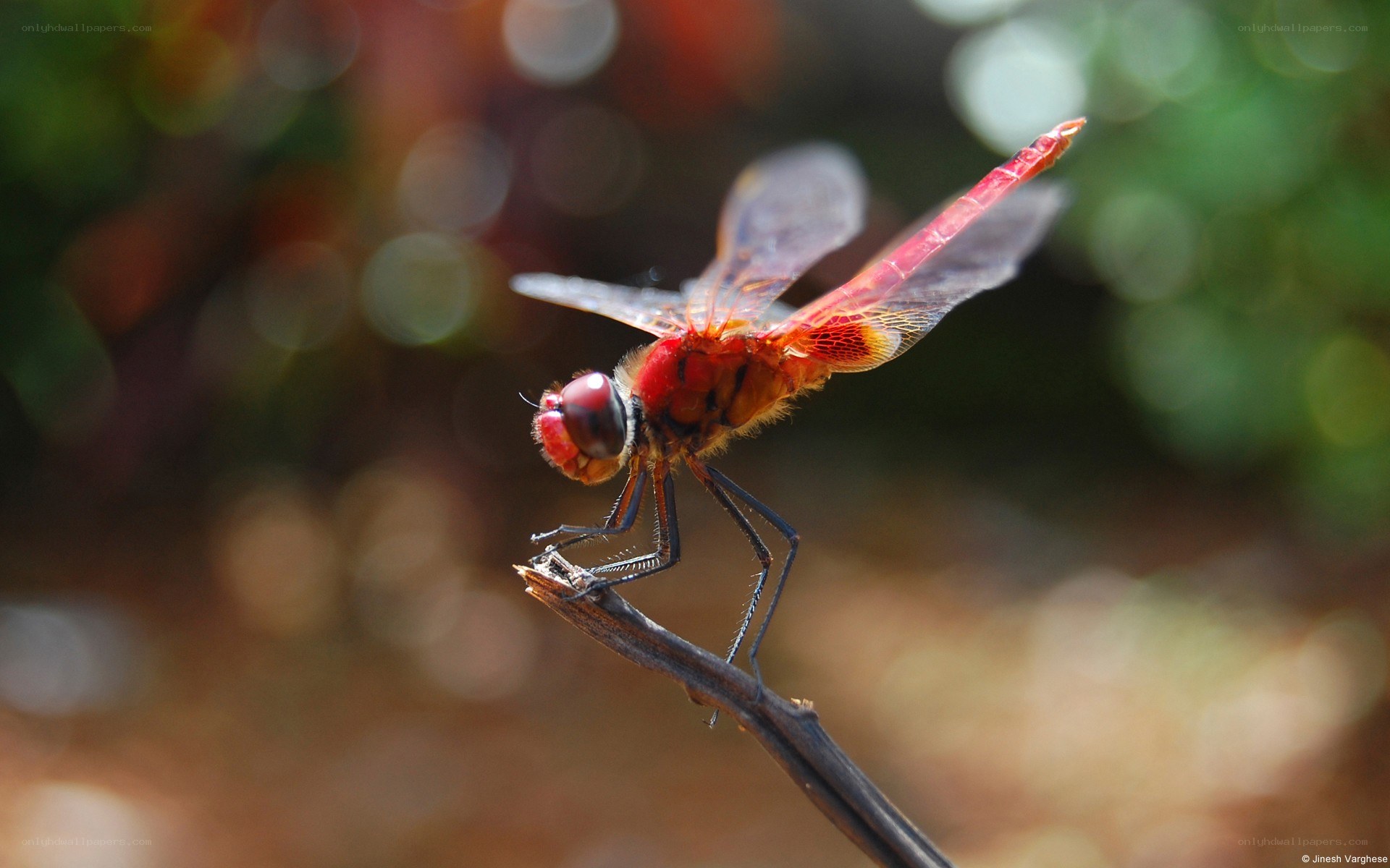Red dragonfly on a twig