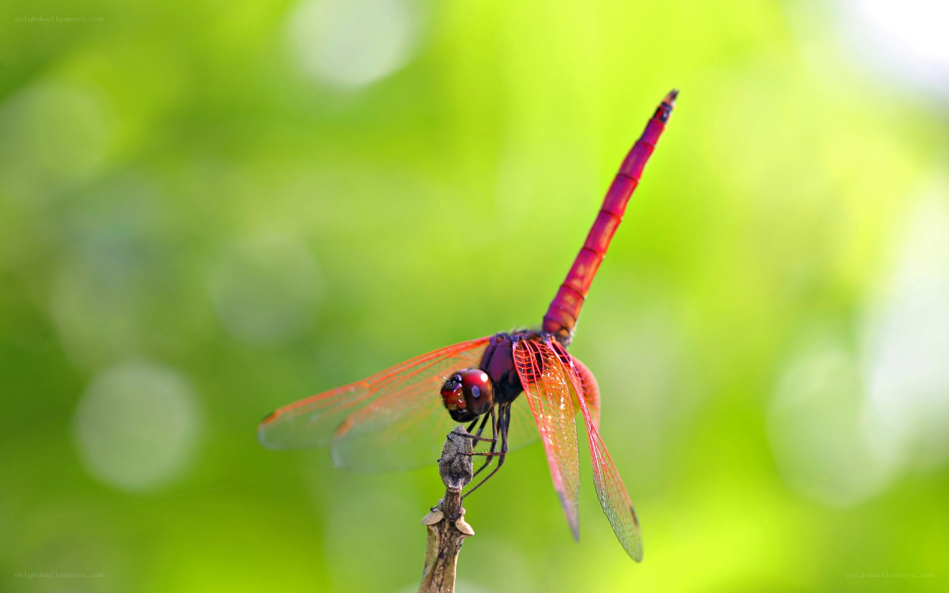 Red dragonfly on a twig