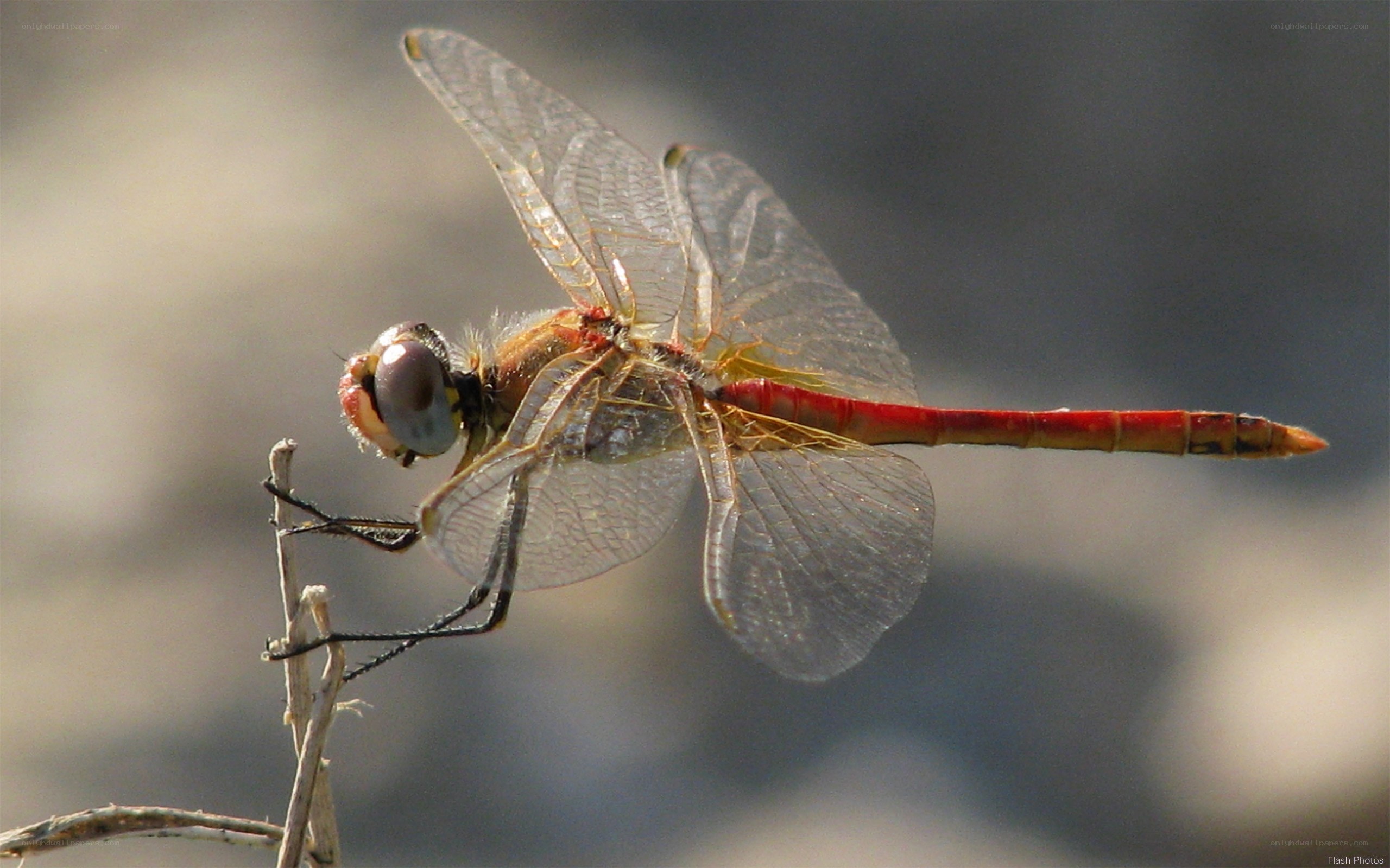 Red dragonfly on a twig