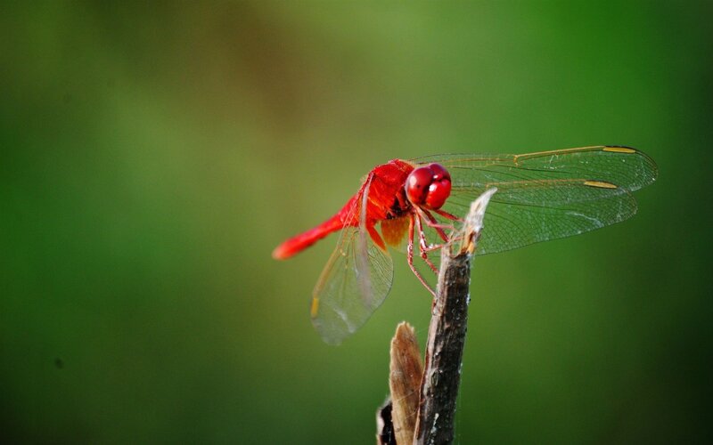 Red dragonfly on a twig