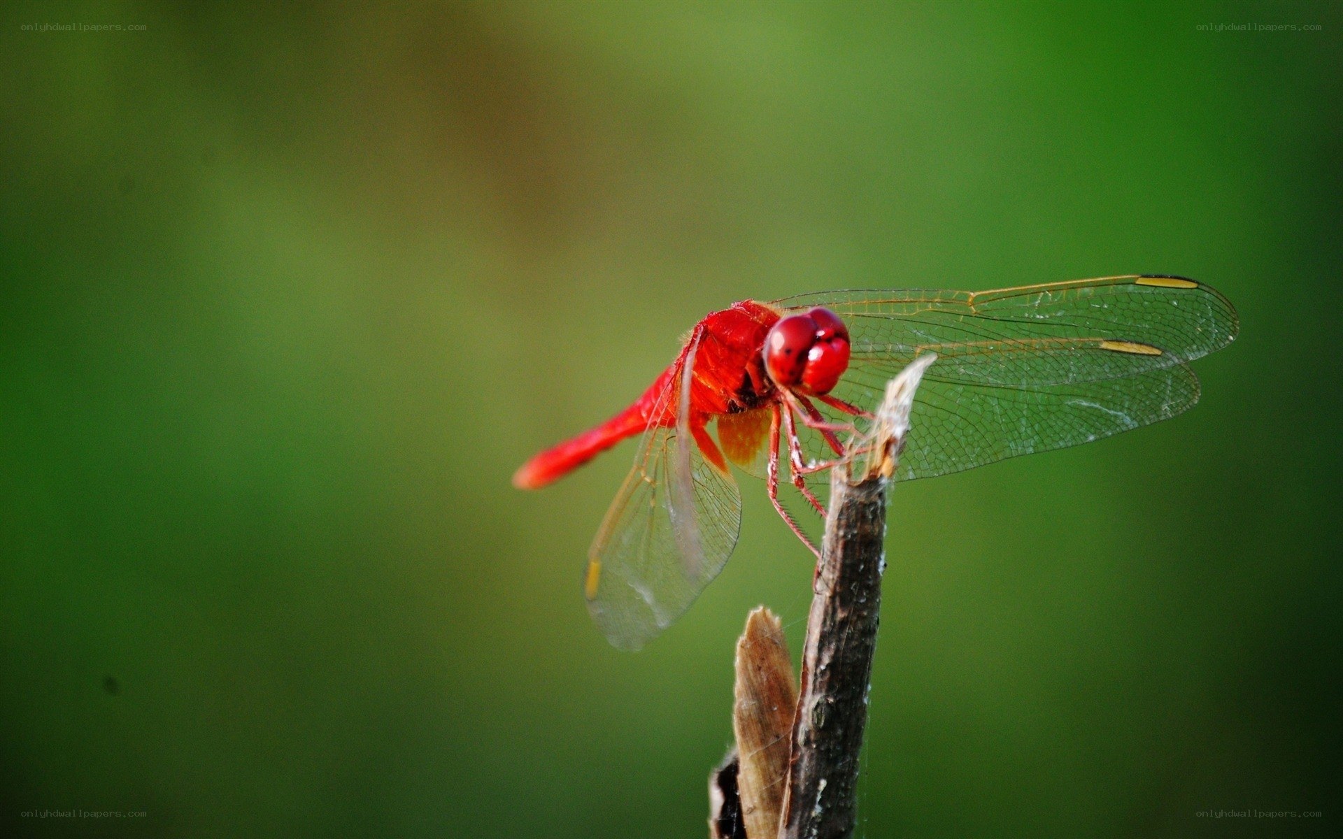 Red dragonfly on a twig