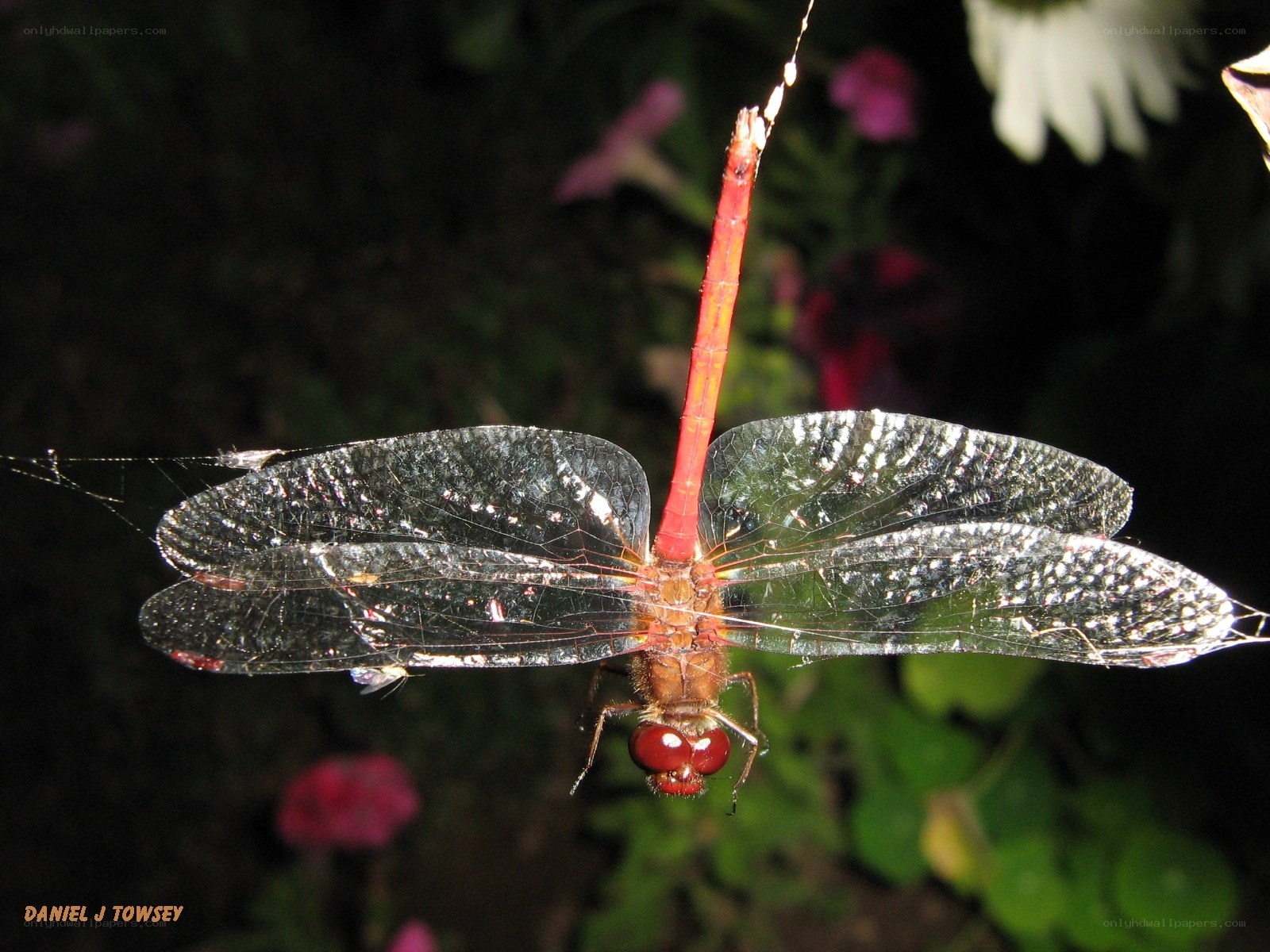 Red dragonfly on a web