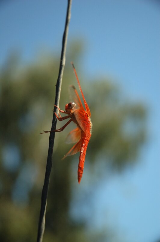 Red dragonfly on a wire