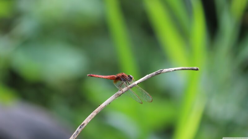 Red Dragonfly on Branch — Calm, Afternoon, Photograph, Green Foliage