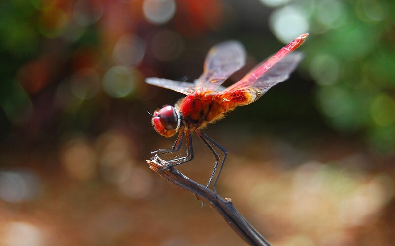 Red Dragonfly on Branch — Calm, Afternoon, Photograph, Outdoor, Sunlight