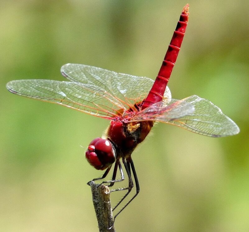 Red Dragonfly on Branch — Calm, Afternoon, Photograph