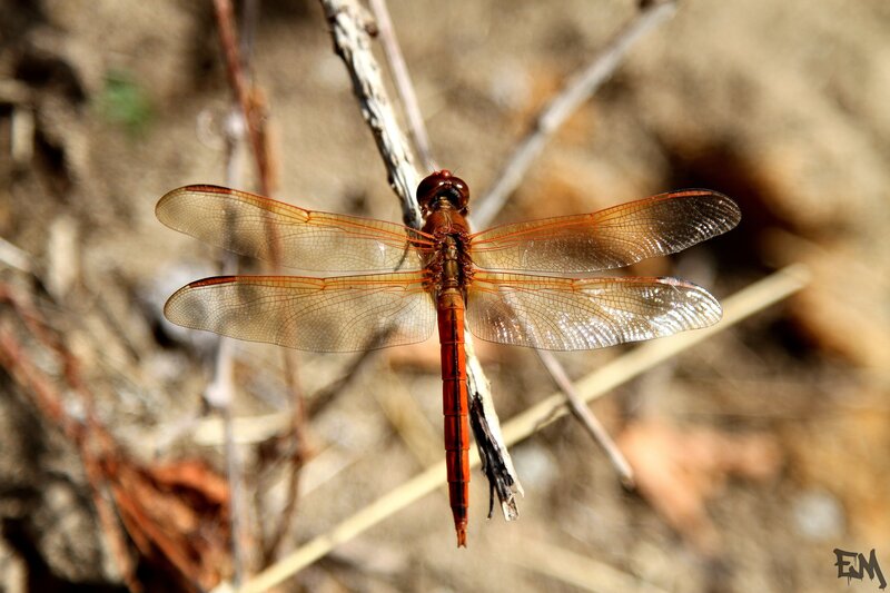 Red Dragonfly on Branch — Calm, Afternoon, Photograph, Wings, Sunlight
