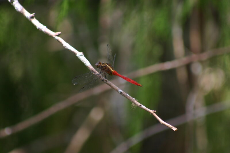 Red Dragonfly on Branch — Calm, Afternoon