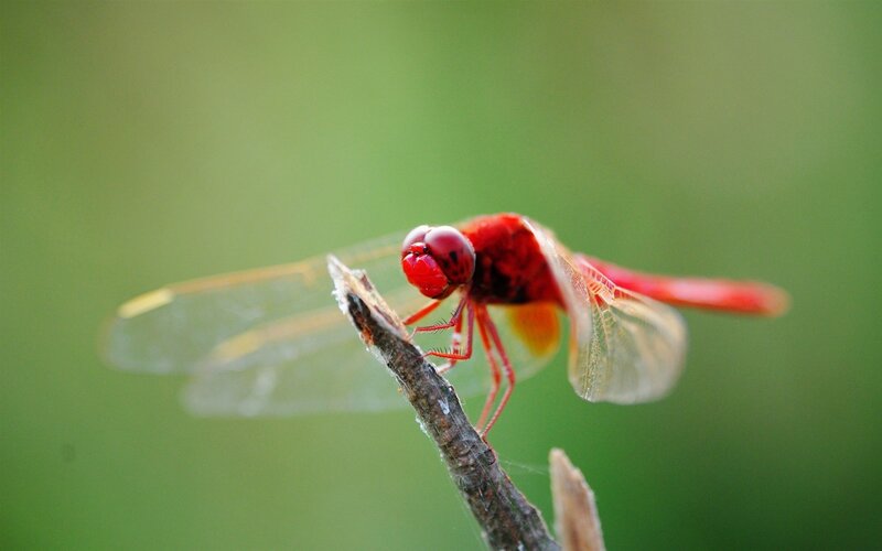 Red Dragonfly on Branch — Calm, Morning