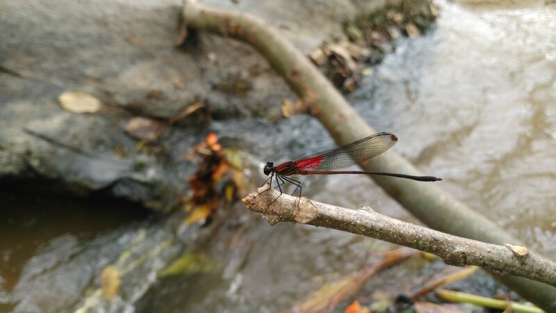 Red Dragonfly on Branch — Calm, Photograph, Stream