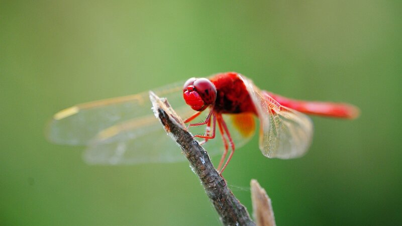 Red Dragonfly on Branch — Calm, Photograph