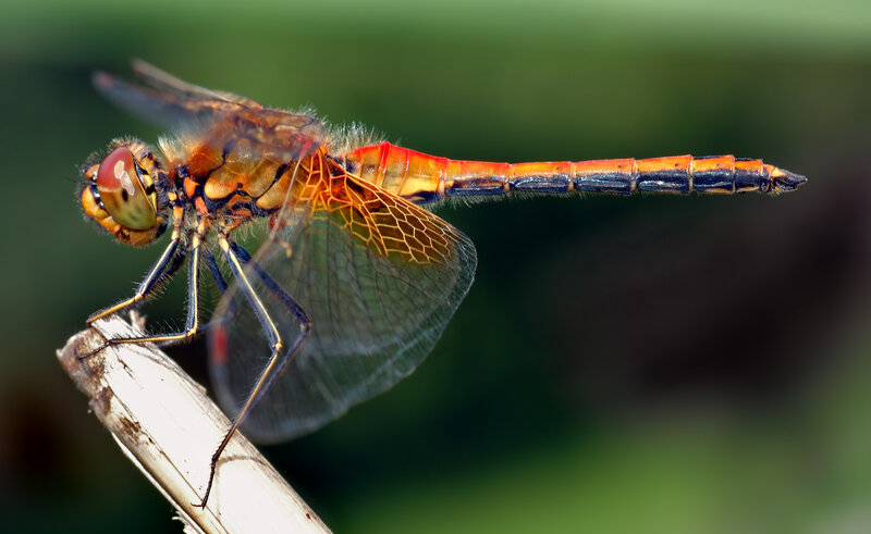 Red Dragonfly on Branch — Calm