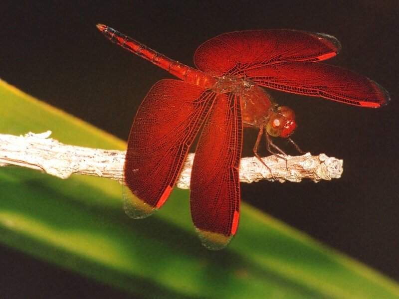 Red Dragonfly on Branch — Dramatic