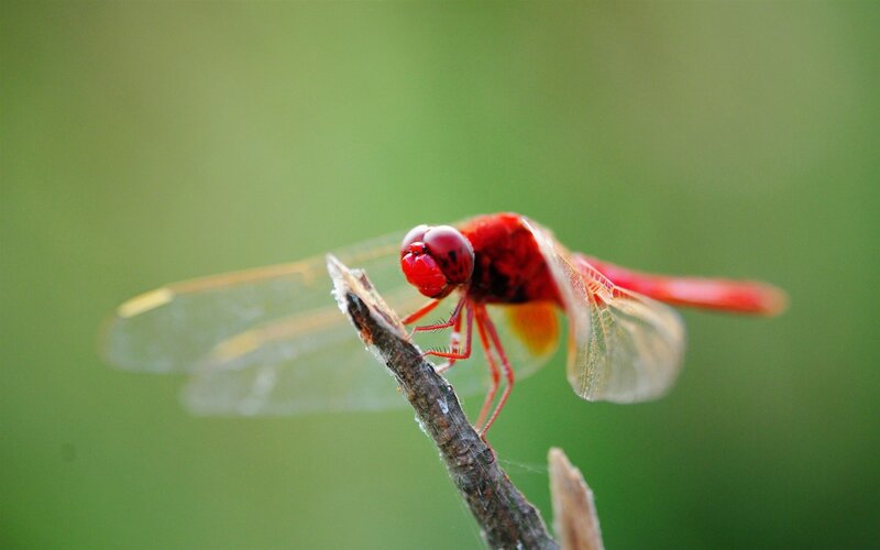 Red Dragonfly on Branch — Green Background