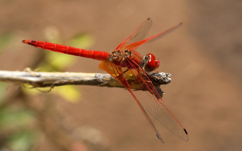 Red Dragonfly on Branch — Insect