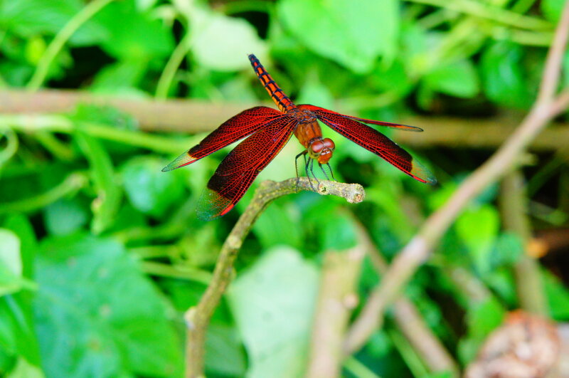 Red Dragonfly on Branch — Natural, Afternoon, Photograph, Leaves